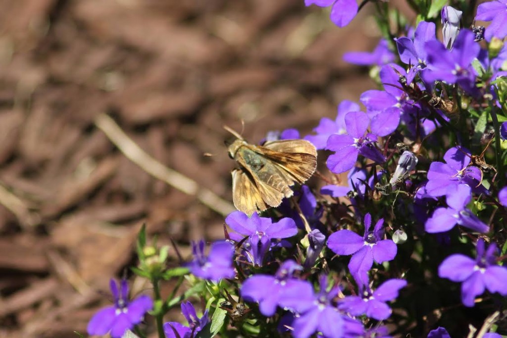 This fiery skipper, found and photo'd by Jesse Amesbury in his yard in Cape May Courthouse, on June 22 was the, only individual reported during the month.     