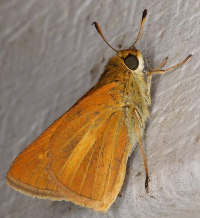 A dion skipper found and photo'd at a moth light by Anne Marie Woods in Warren Grove, July 24, 2014