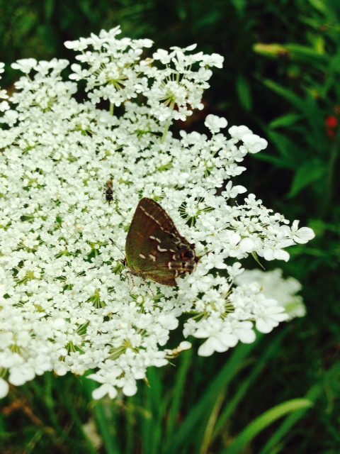 A juniper hairstreak in Gloucester Gardens (only our second county for GLO), captured by phone by Chris Herz, July 21, 2014.