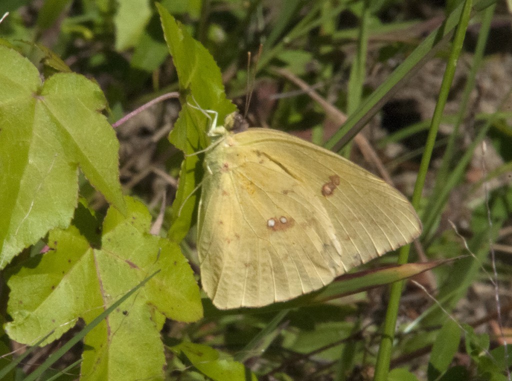 Clouded sulphur photo'd by Chip Krilowicz at Heislerville (CUM) on 8-16-14