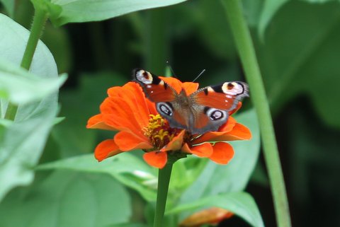An European peacock butterfly has landed in New Jersey -- found and photo'd by Dave Amadio in his garden in West Deptford, GLO, on August 3, 2014.  See Dave's account below.