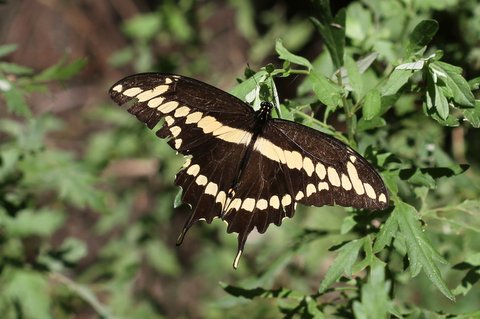 Giant swallowtail in Wheelabrator Refuge (GLO), 8/24/14 photo'd by Dave Amadio