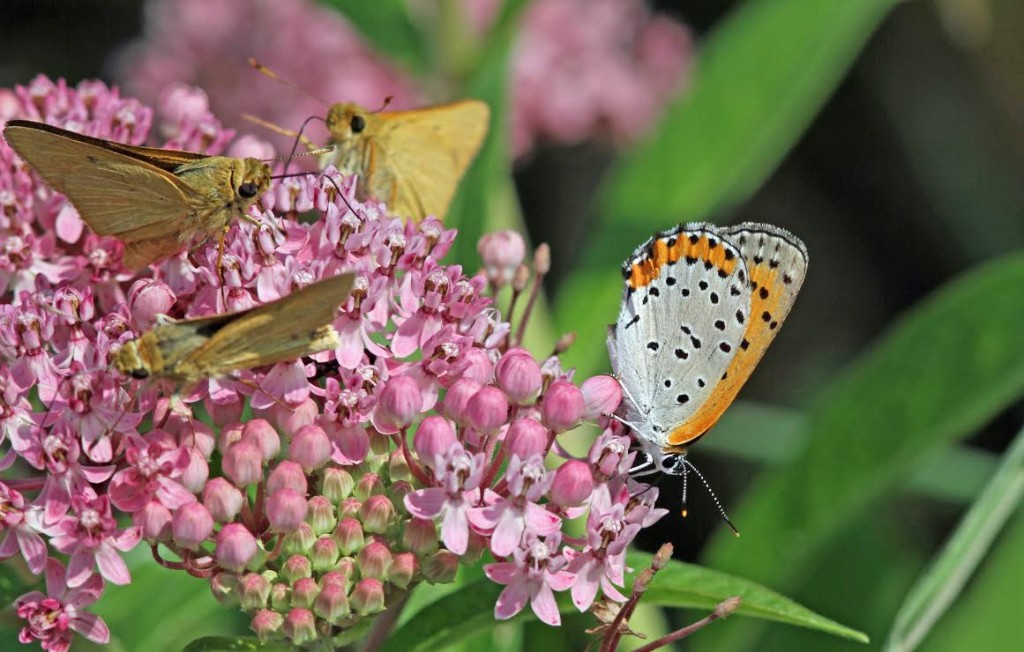 Bronze copper nectaring on milkweed with rare skippers, photo'd by Harvey Tomlinson on the Cohansey River, CUM, July 27, 2014.