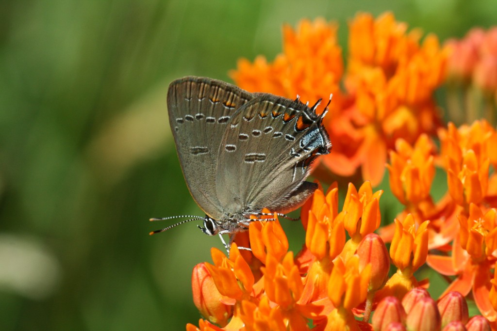 Edward's hairstreak, photo'd by Jack Connor, on the Galloway NABA Count, July 5.
