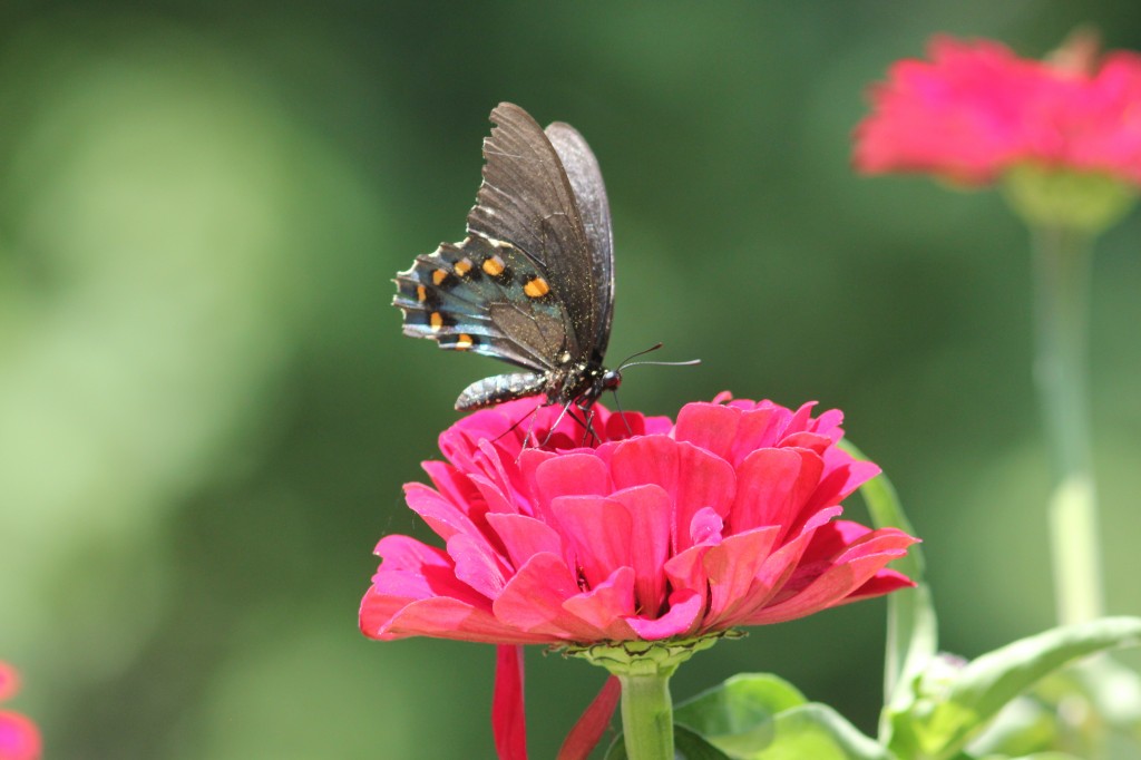 Pipevine swallowtail, photo'd by Jesse Amesbury in his garden in Cape May Courthouse, July 25.