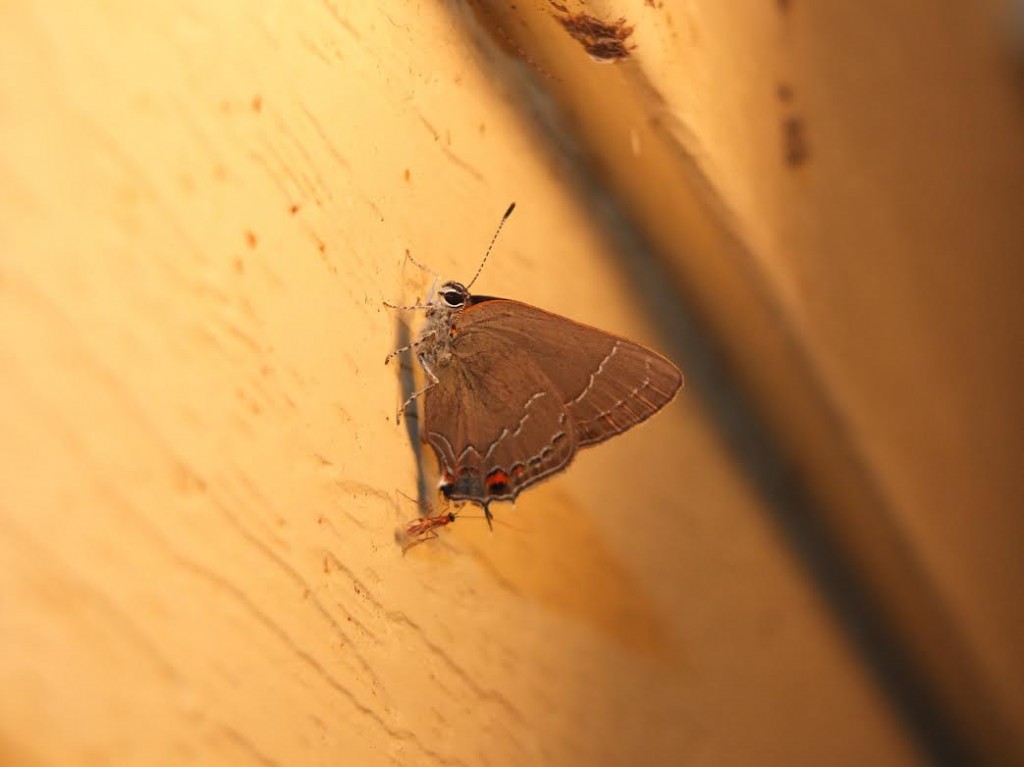 Oak hairstreak, our only record this year & photo'd at night by Jim Dowdell in his Villas yard (CMY), June 20 -- one of two unusual butterflies photo'd at night this summer (see Anne-Marie Woods' dion skipper below).