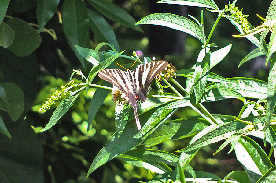 A zebra swallowtail -- apparently the first photographic record ever for southern New Jersey -- found and photo'd by Jim Dowdell in his Villas garden (CMY) on July 28, 2014.