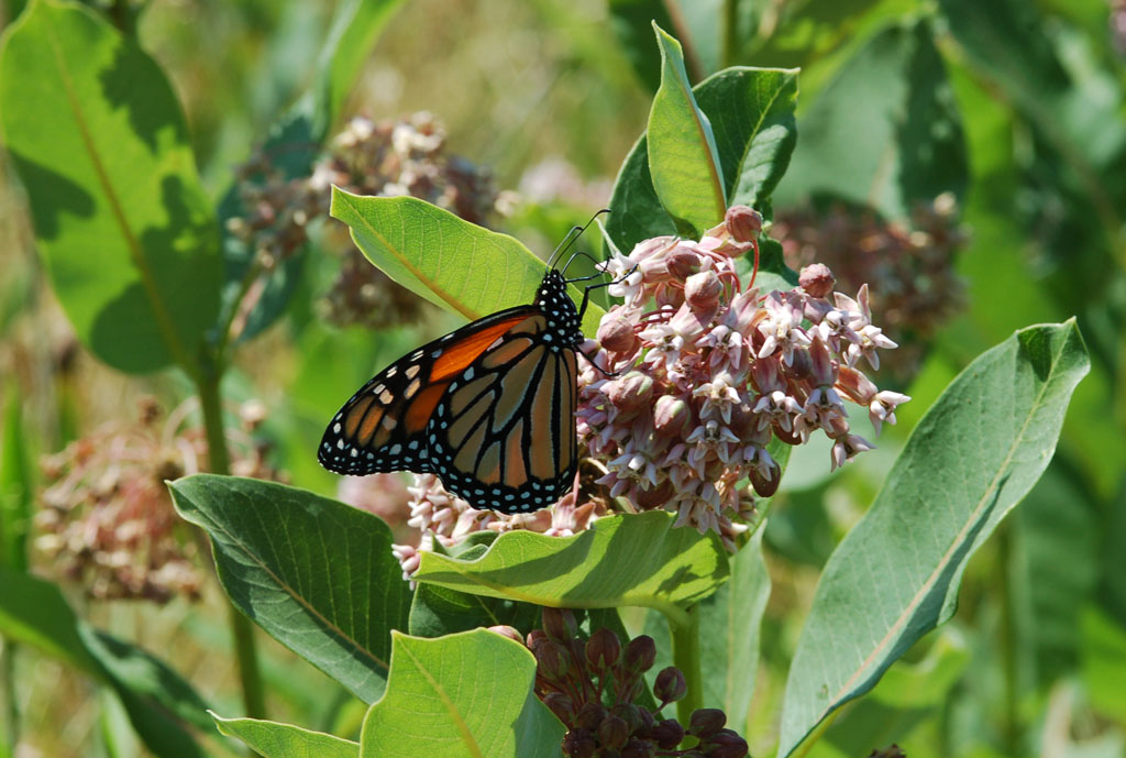 Monarch nectaring on common milkweed, photo'd by Pat Sutton on the Cumberland NABA Count, June 24, 2014.
