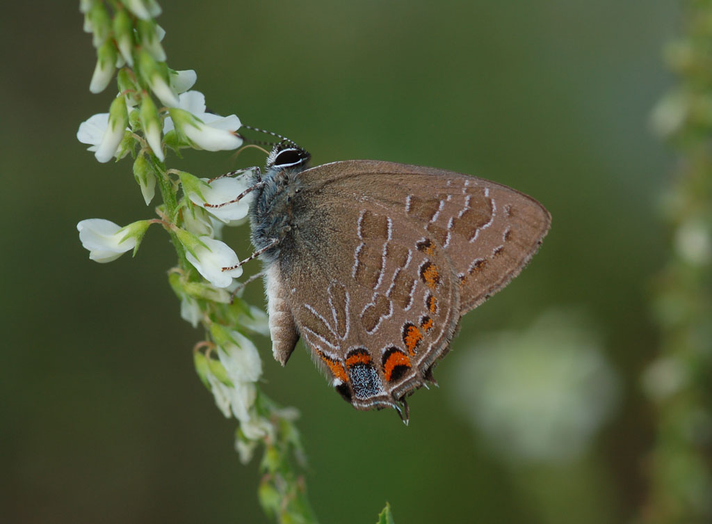 Striped hairstreak, photo'd by Pat Sutton on the Belleplain NABA Count, June 25, 2014.