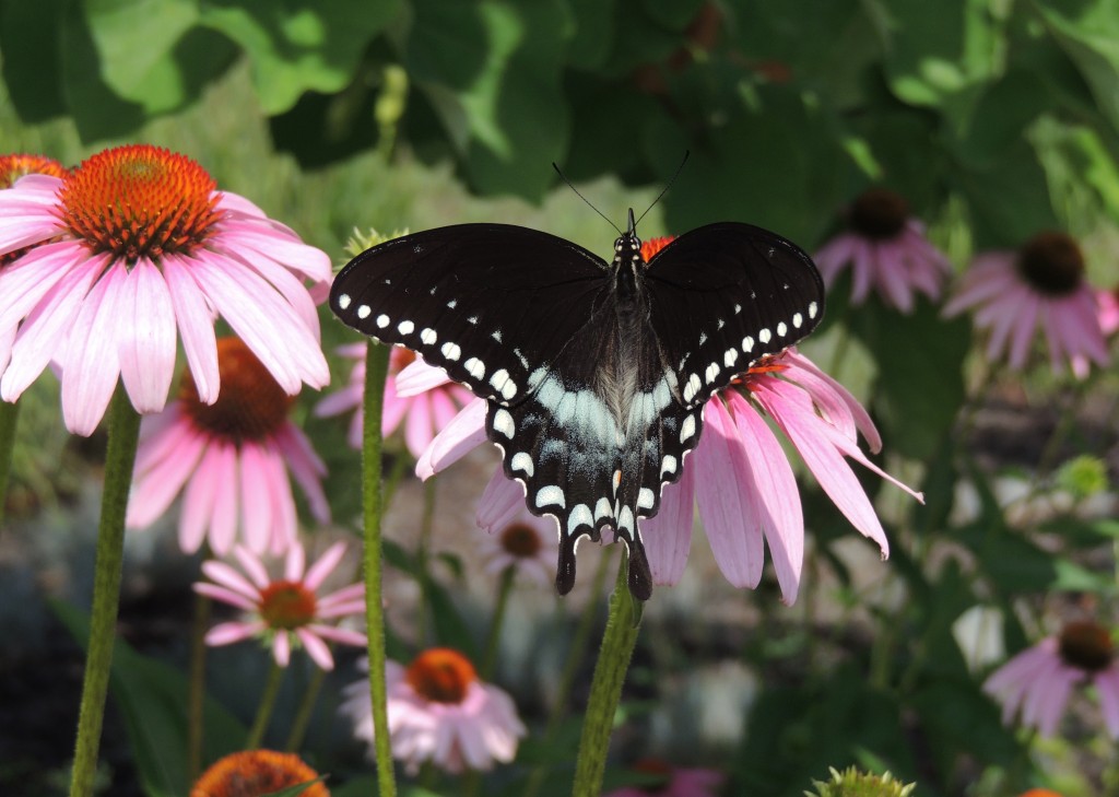 Spicebush swallowtail, photo'd by Ruth Cranmer in Moorestown (BUR), July 16, 2014