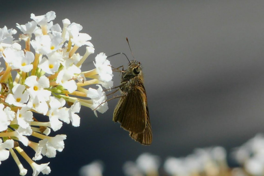 Ocola skipper photo'd by Shawn Wainwright in his garden in Toms River (OCN) on 8-24-14