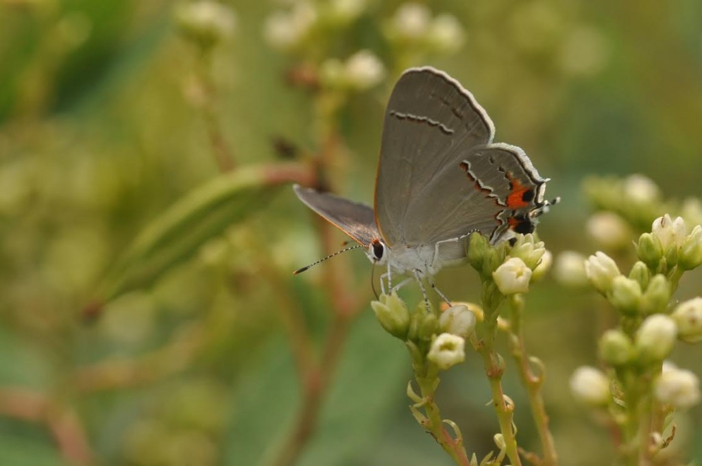 Gray hairstreak, one of four hairstreak species photo'd by Will Kerling nectaring on dogbane in Dennisville field on July 18, 2014.