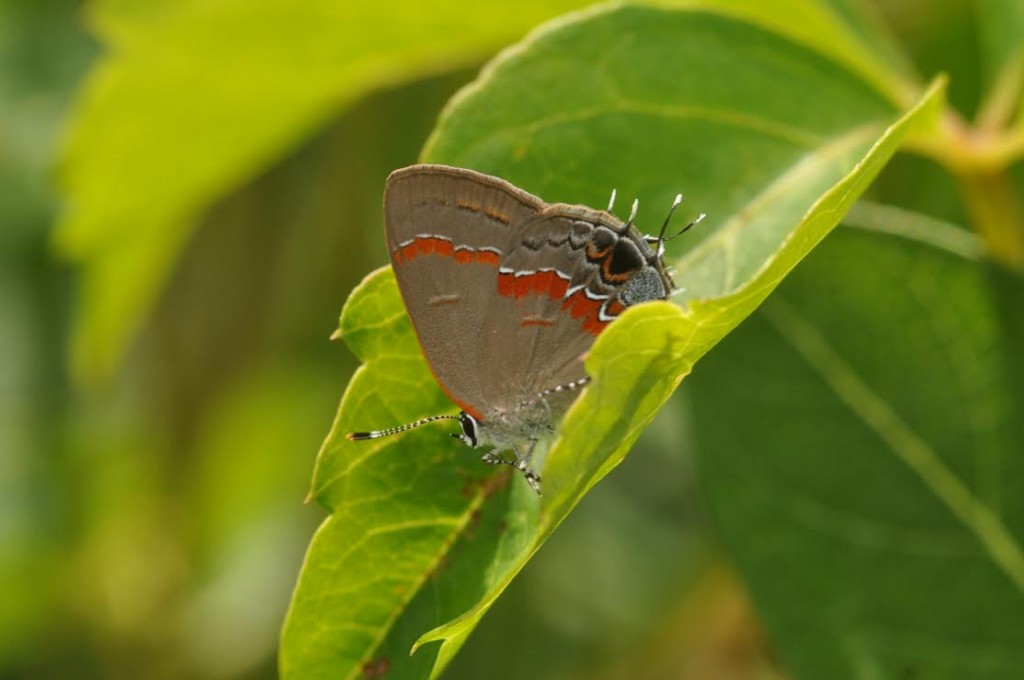 Red-banded hairstreak, photo'd by Will Kerling in Dennisville, CMY, July 18, 2014.