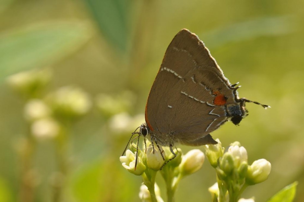 White-m hairstreak, another of the hairstreak species nectaring on dogbane in single small field in Dennisville (CMY), photo'd by Will Kerling, July 18.  