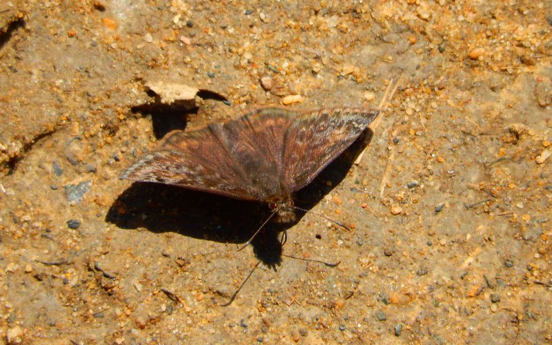 Our first reported wild indigo duskywing, photo'd by Jack Miller at McNamara WMA on 4-24-15.