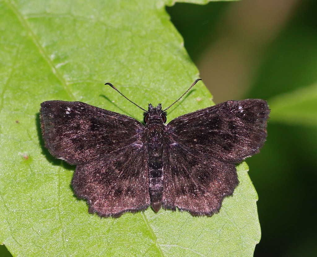 Hayhurst's scallopwing, found and photo'd by Harvey Tomlinson on May 26 in Cape May.