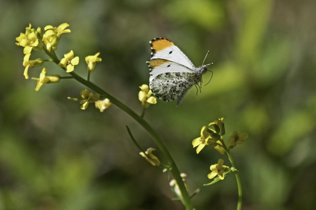 Falcate orange-tip in flight, photo'd by Mike Hannisian at Lizard Tail on April 28.
