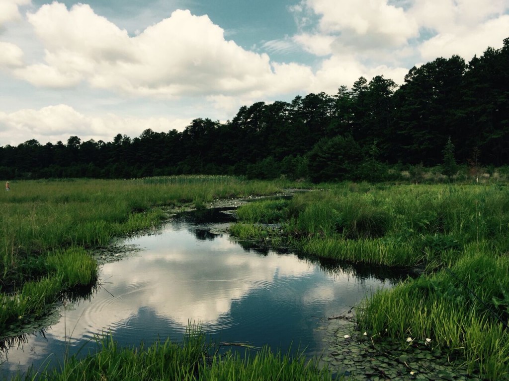 A Parker bog, photo'd beautifully by Emily Ostrow.  