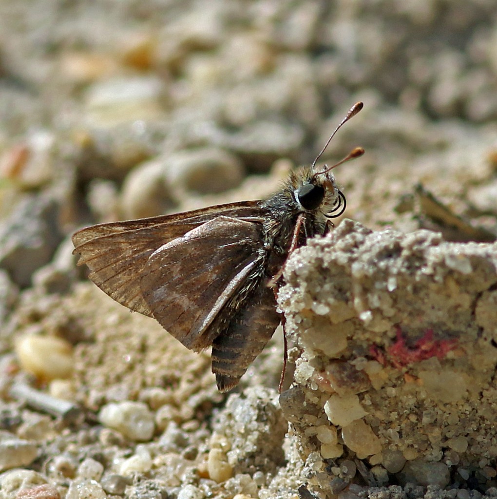 And what skipper is this?  Photo by Harvey Tomlinson, May 31, 2015.