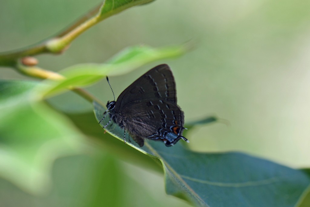 Steve Glynn found this banded hairstreak hiding in the leaves of a scrub oak. Photo by Jack Connor.