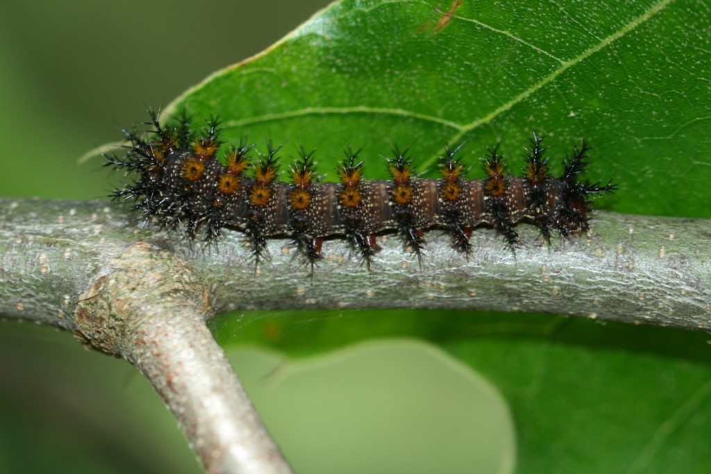 A scrub oak hosted several buck moth caterpillars.