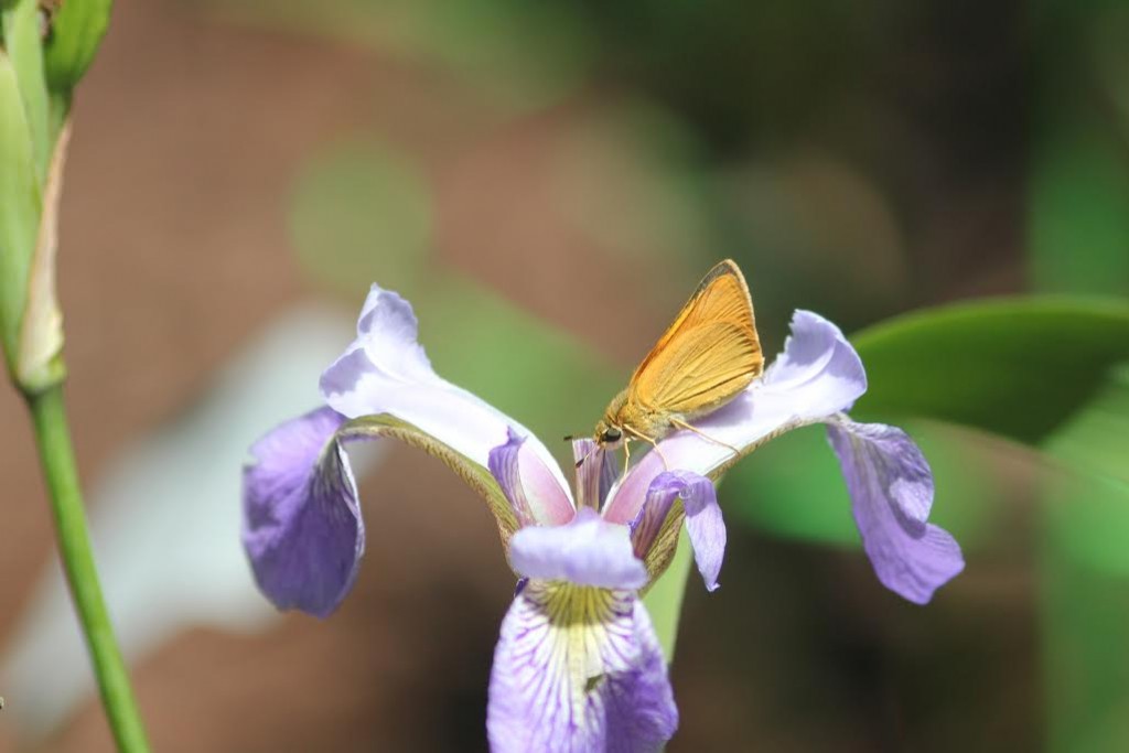 Jesse Amesbury found our first of the year Delaware skipper nectaring on an Iris in his garden on June ??.