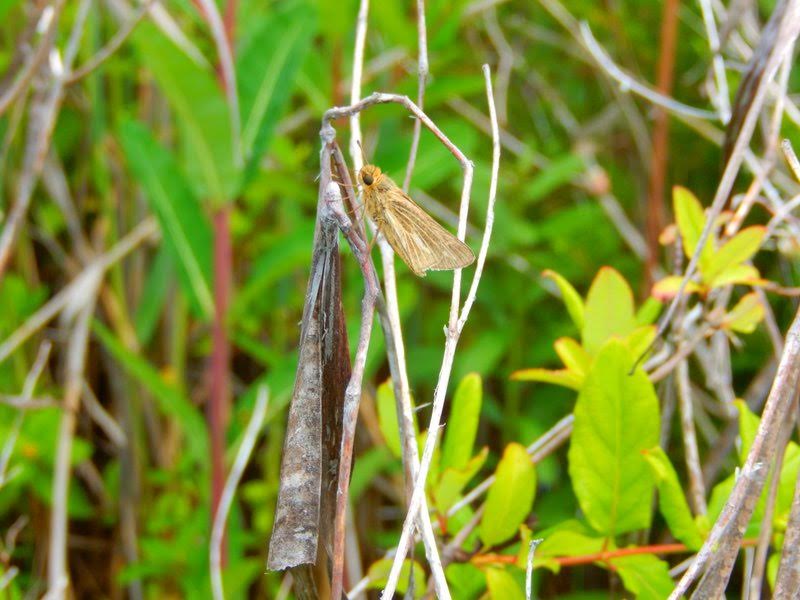 Jack Miller found and photo'd our first salt-marsh skipper of the year along Rt 47 in Cape May County.