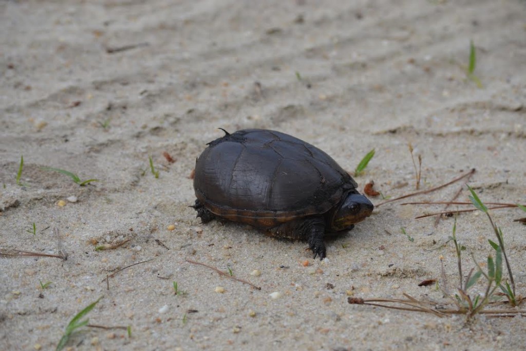 Bog turtle perhaps in search of a nesting area. Photo by Maria Berezin.