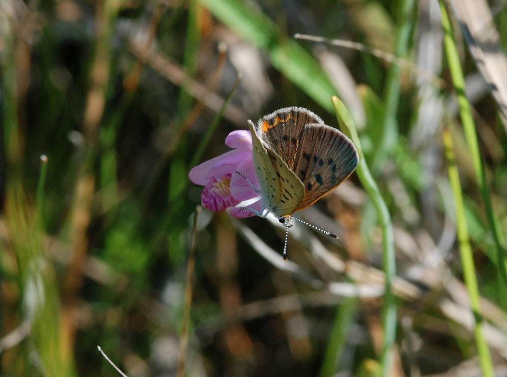 Pat Sutton and friends found more than 400 bog coppers in Hunters' Mill on June 7.  (See the June tab on our log for details.)  Pat photo'd this female nectaring on a rose pogonia orchid.    