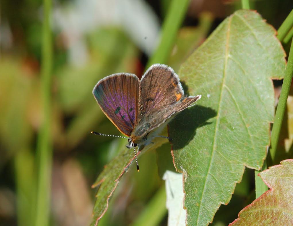 A male bog copper photo'd by Pat Sutton at the same site, same date as above.