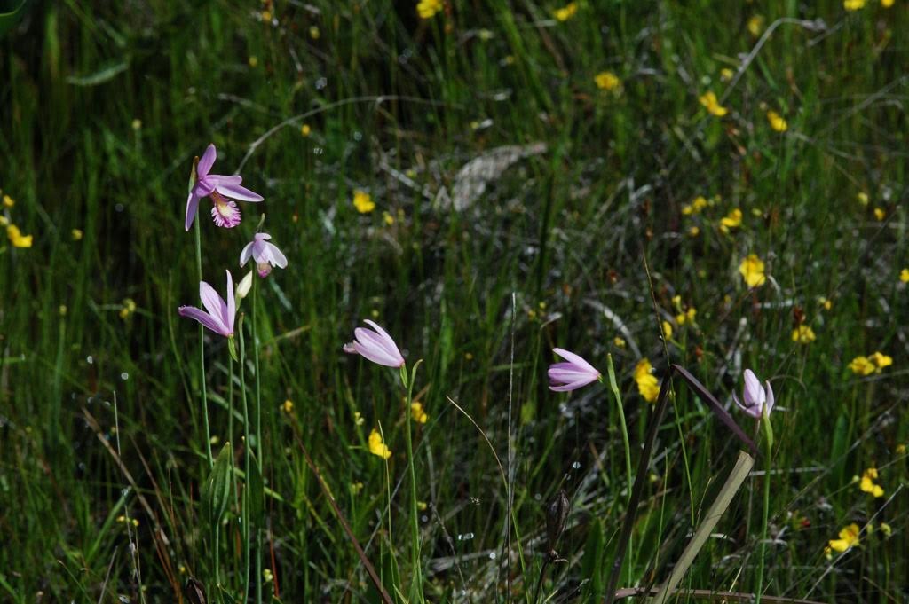 And how about his lovely photo by Pat Sutton of rose pogonia orchids and bladderworts in the bog on June 7?