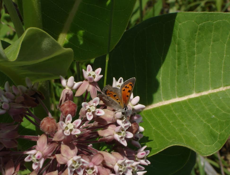 Common milkweed has just opened in the last week or so.  Steve Glynn photo'd this American copper taking advantage -- and the Satyriums should be flying soon.)  