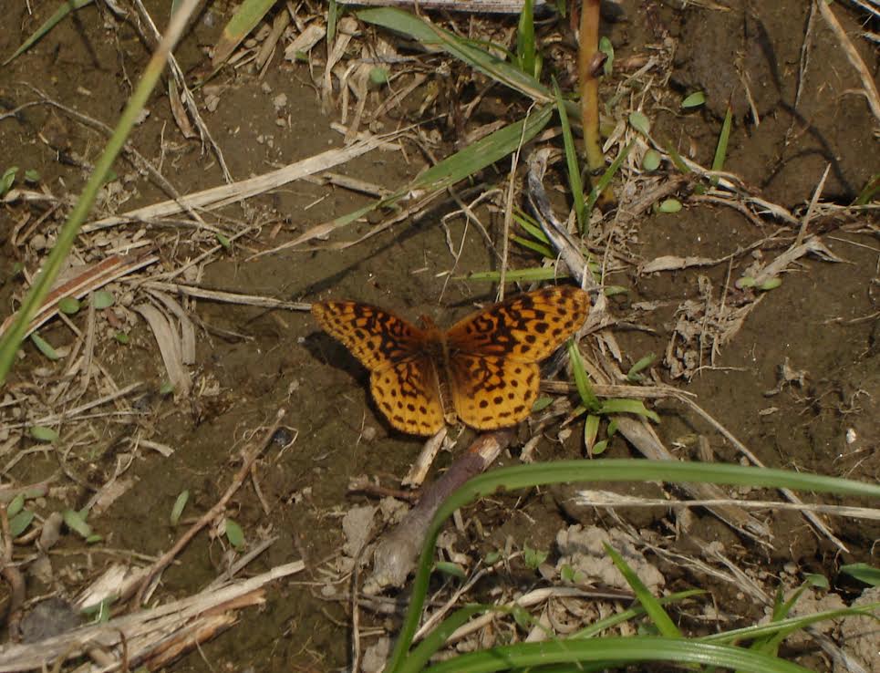 Steve Glynn found and photo'd our FOY meadow fritillary at Supawna Meadows on June 8.   