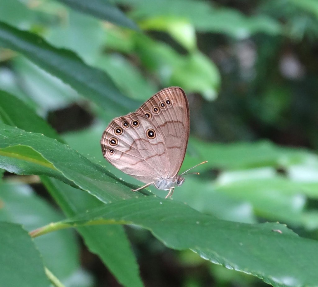 Sandra Keller found and photo'd our first of the year Appalachian brown on June 6 in Parvin State Park.