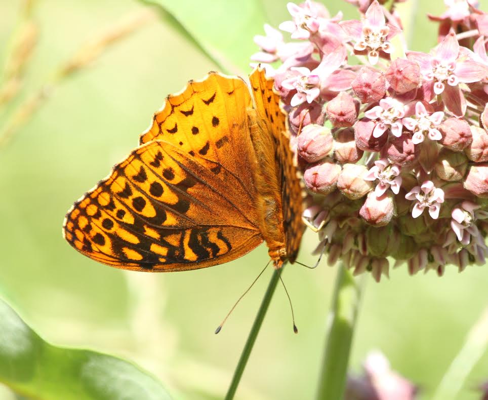 A great spangled fritillary photo'd by Brian Johnson at Burden Hill Preserve on  June ??