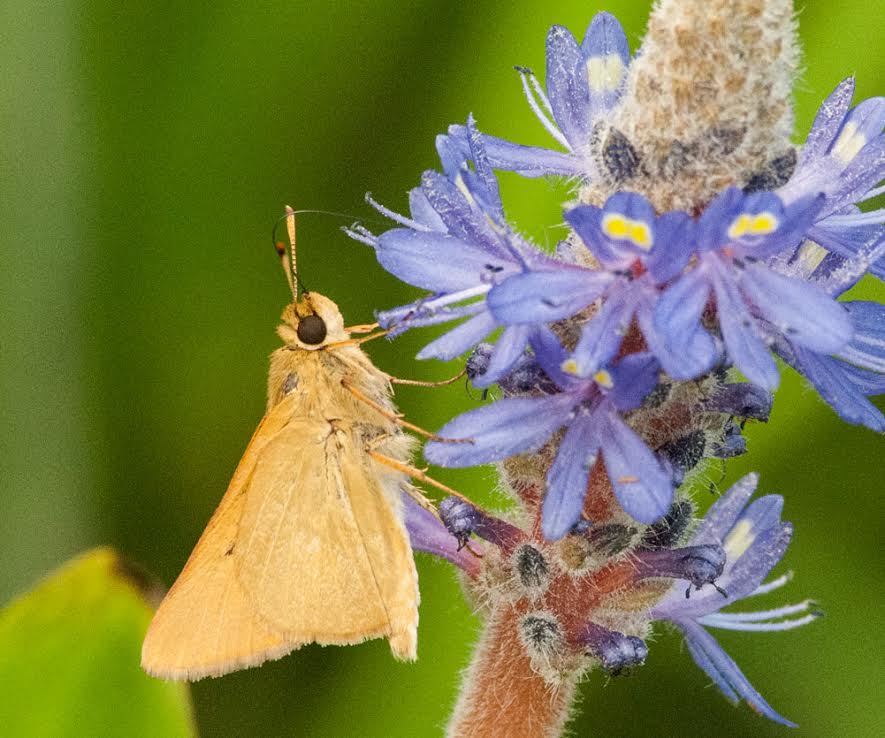 Chip Krilowicz found and photo'd this rare skipper on June 30 in Mannington March, Salem Co -- where we have only a handful of records.