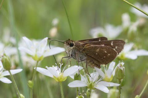 Dotted skipper photo'd by  Dave Amadio at Colliers Mills on June 20.