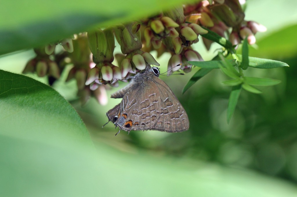 Striped hairstreak on Cumberland County NABA Count organized by Pat Sutton, June 24.  Photo by Jack Connor.