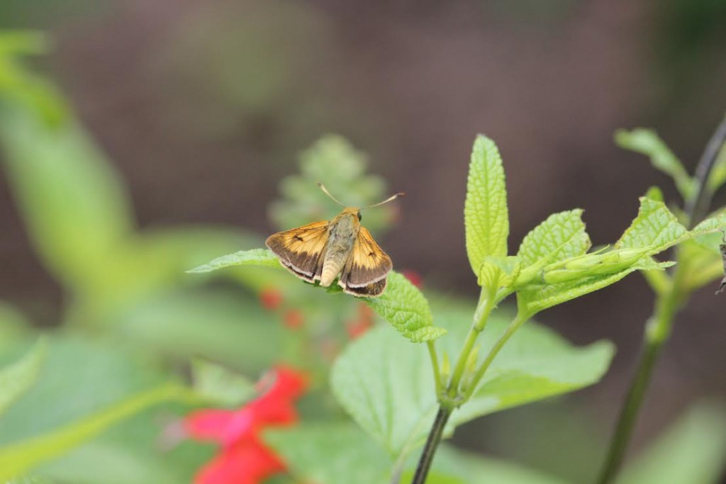 Jesse Amesbury photo'd this male rare skipper in his yard in Cape May Courthouse on July 3. 