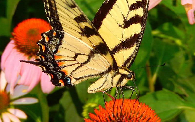 "You don't miss your water 'til your well runs dry," notes Jack Miller after photo'ing this tiger swallowtail in his yard on July 5.  2015 has been a relatively down year for the species, especially when compared to The Year of the Tiger in 2013.