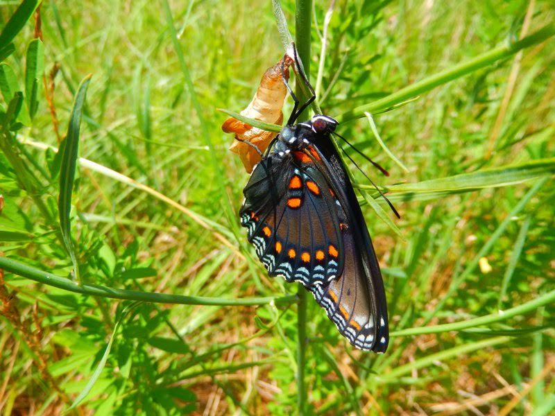 Red-spotted purple emerging photo'd by Jack Miller at Corbin City June 29.