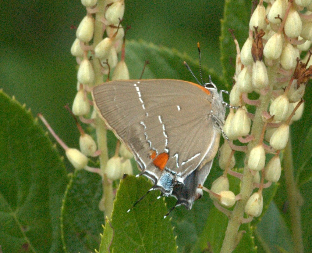 White-m hairstreak by Chip Krilowicz at Franklin Parker Preserve on August 12.