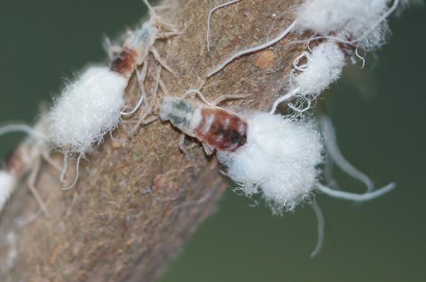 Wooly aphids, harvester cat's prey, by Dave Amadio, Chestnut Branch, August 16.