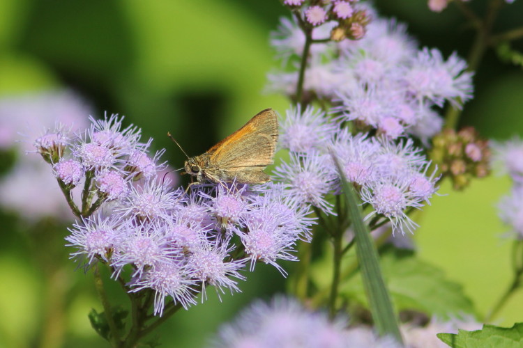 A tawny-edged skipper by Jesse Amesbury in his garden in Cape May Courthouse on August 5.