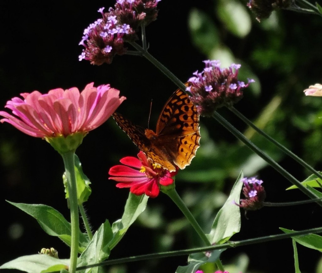 Great spangled fritillary by Sandra Keller in Salem County on August 15. 