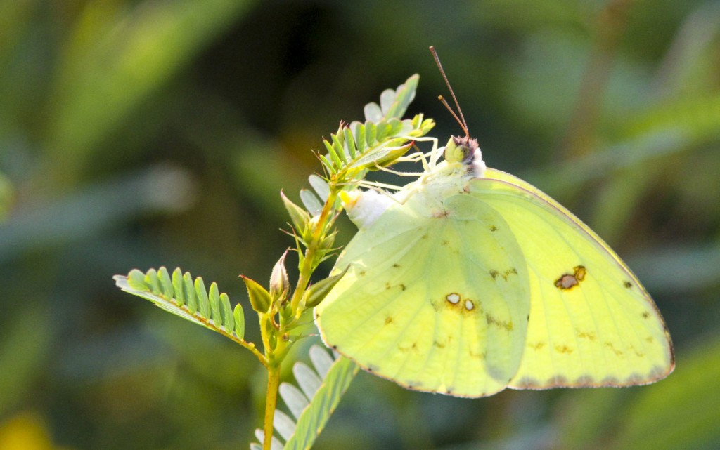 Cloudless sulphur, our most regular southern vagrant, has been building in numbers recently.  Beth Polvino photo'd this beauty in her garden in North Cape May on 9-3-15.