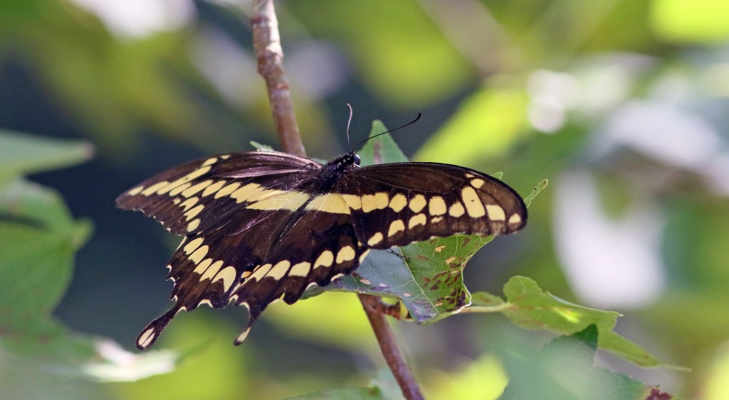 Harvey Tomlinson found and photo'd our first giant swallowtail of the year on August 28 at Coxhall Creek (Cape May Co).