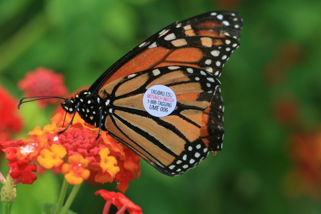 Monarchs have been tagged and traced by the Monarch for 25 years now.