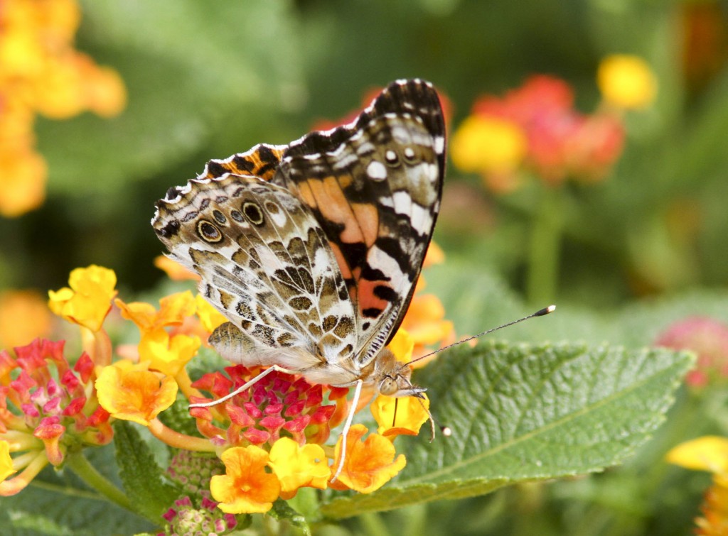 Painted ladies have been scarce in 2015, but Beth Polvino captured this one nicely with a photo in her garden in North Cape May on 9-2-15