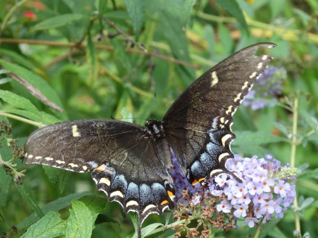 Black form eastern tiger swallowtails are a good find anywhere in South Jersey. Chris Herz photographed this one in her Audubon garden (CAM) on 9-12-15.